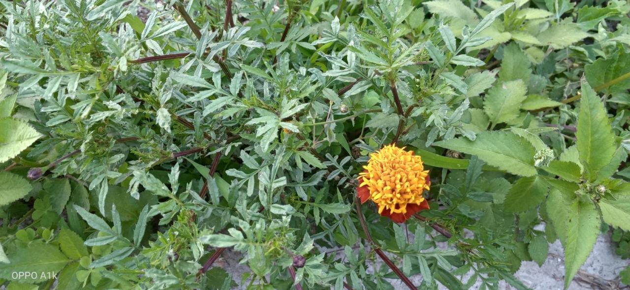 Evergreen Home Stay Almora Exterior foto