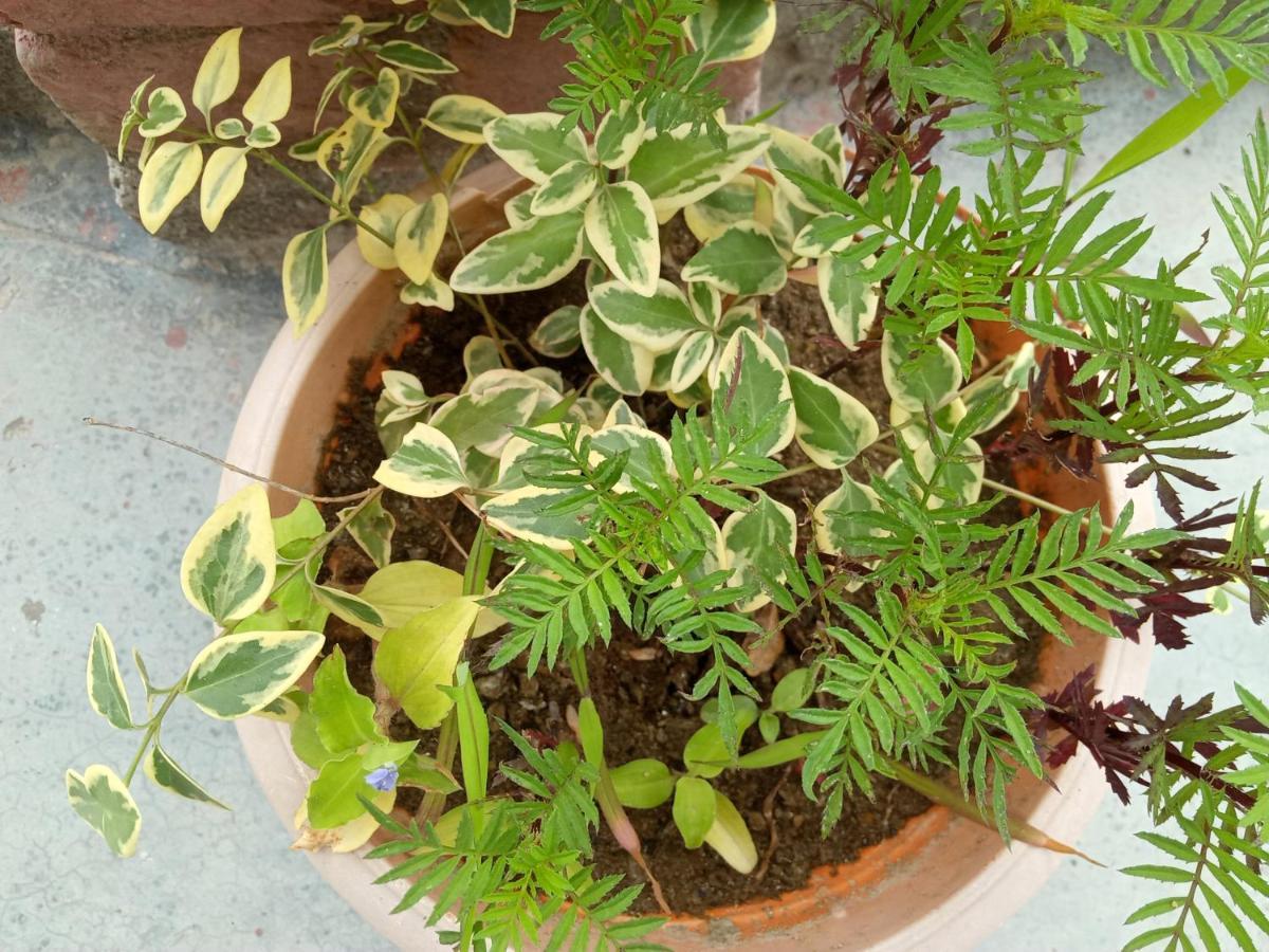 Evergreen Home Stay Almora Exterior foto